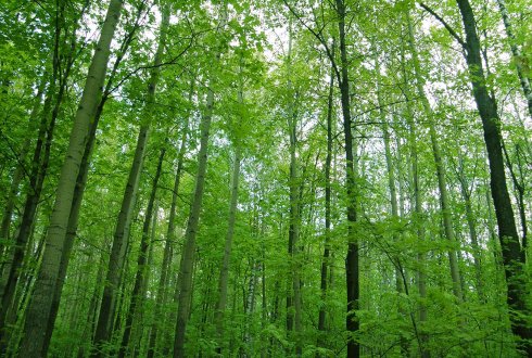 PvdD wil geen verdere bomenkap in Vlietland