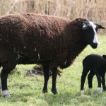 Zwartbles lam 5 mrt 2016 (1)