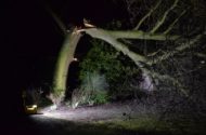 Flinke boom in Gouda breekt doormidden door storm