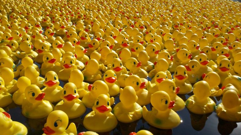 Duck Race in de grachten van Gouda