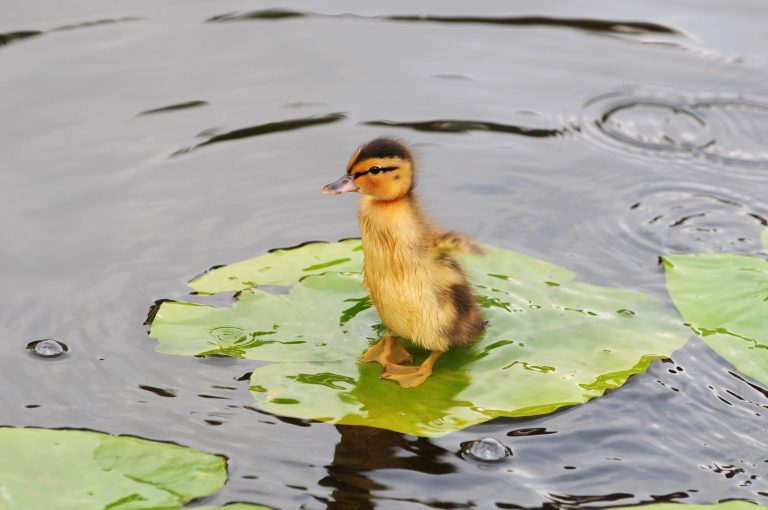 Zo. 6-5: Varen en workshop natuurfotografie