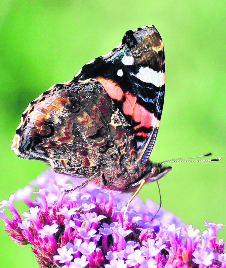 Woe. 2-5: Hoe krijg je meer vlinders in de tuin?