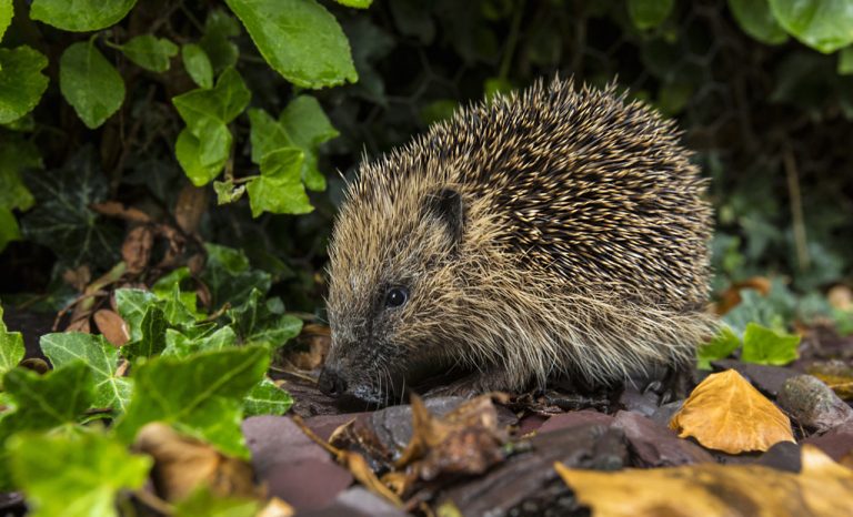 Woe. 4-7: Inloopmiddag Heempad: Nuttige en plaagdieren in uw tuin