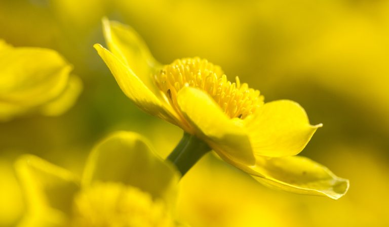 Za. 5-5: Varen tussen de planten van de Nieuwkoopse Plassen