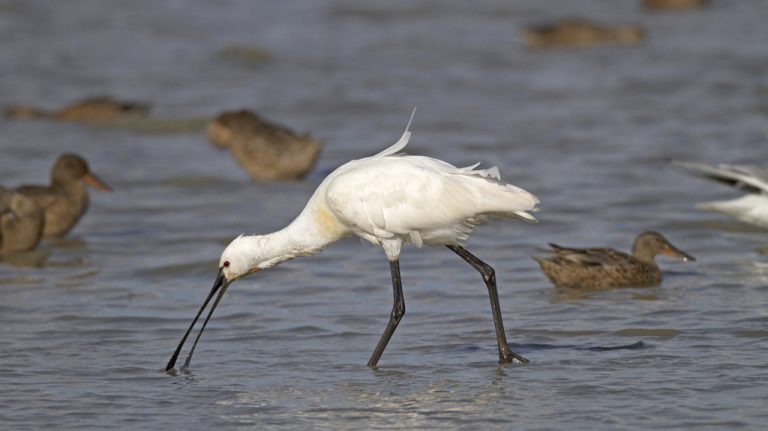 Zo. 13-5: Vogels kijken in de Groene Jonker