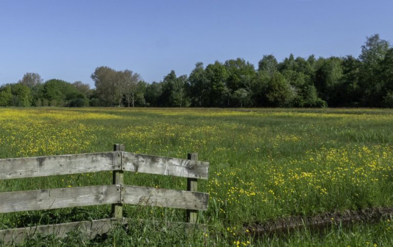 Zo. 24-6: IVN-excursie in het Steinse Groen