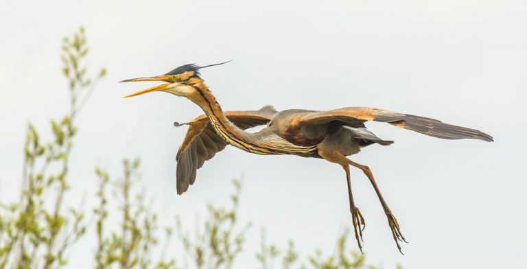 Vr. 8-6: Varen en fotograferen in vogelparadijs de Pot