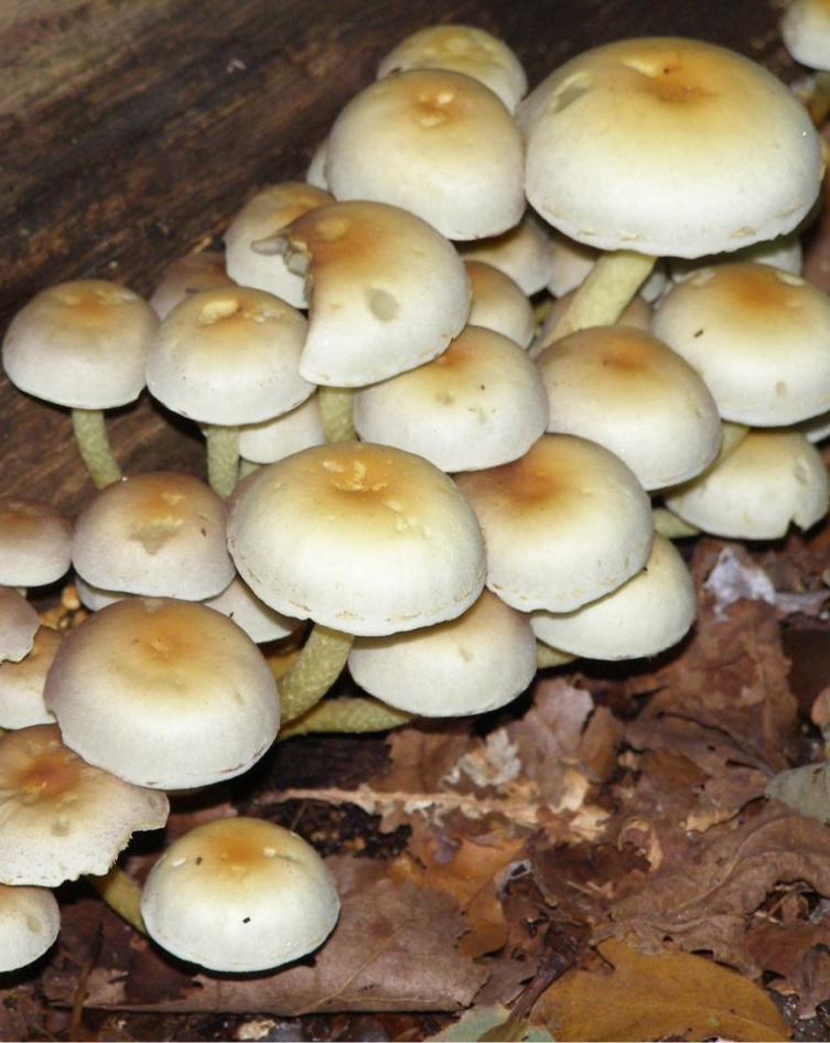 Woe. 5-9: Inloopmiddag paddenstoelen en schimmels in uw tuin