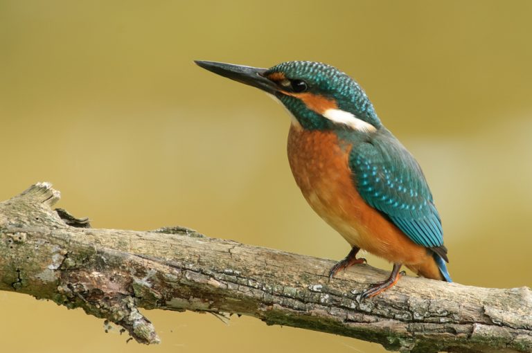 Za. 16-02: Vogels kijken in de Reeuwijkse Plassen