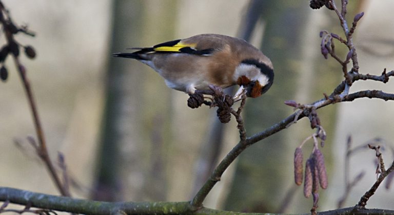 Za. 06-04: Vroege Vogel excursie