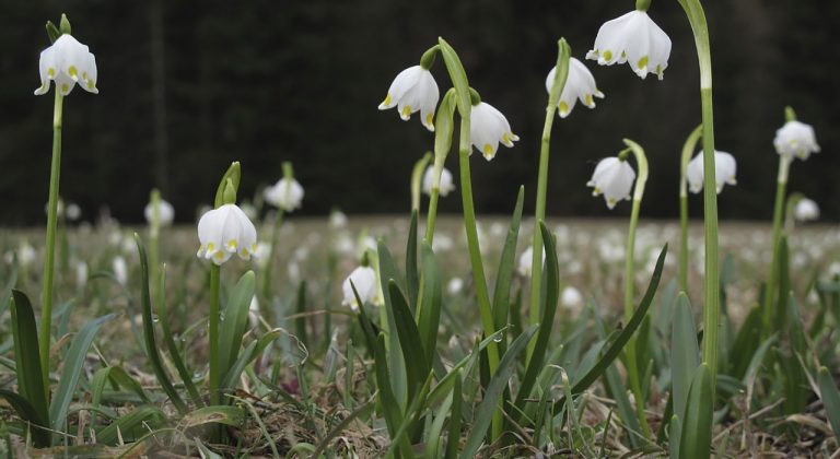 Zo. 07-04: Excursie Stinzeplanten