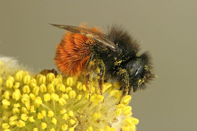 Nederland Zoemt, Bijen tellen bij kinderboerderij De Goudse Hofsteden