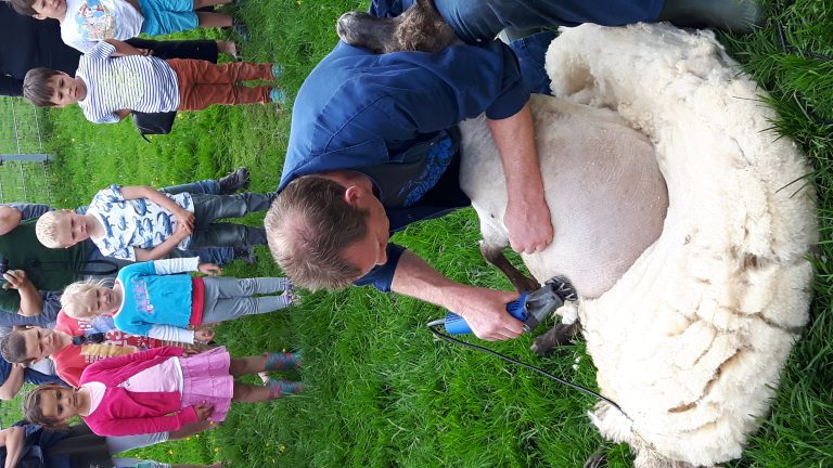 Do. 30-05: 30 mei op Hemelvaart 14.00 worden de schapen geschoren