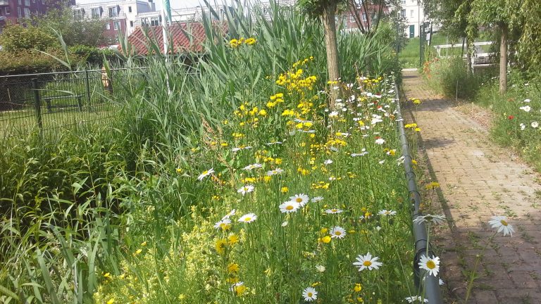 Za. 25-05: BLOEMRIJKE BERMEN VOOR BIJEN EN VLINDERS.