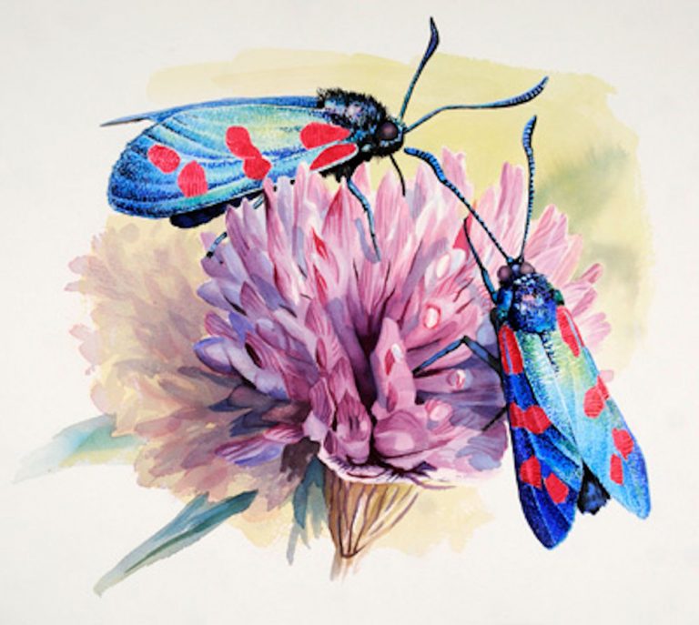 Do. 25-07: Vlinders, de kunst van het kleine