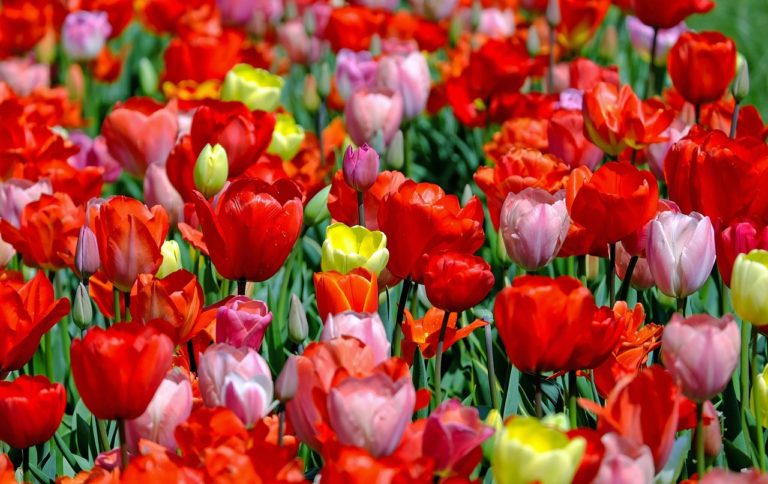 Nederland koopt massaal tulpen voor voedselbanken