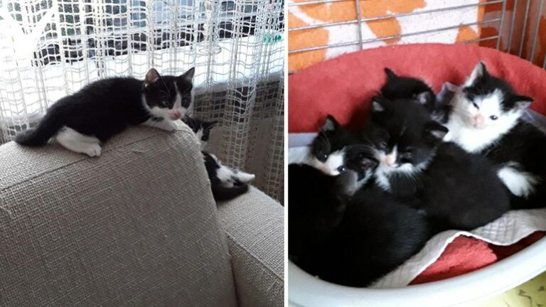 In vuilcontainer gedumpte kitten heeft nieuw gezin in Gouda