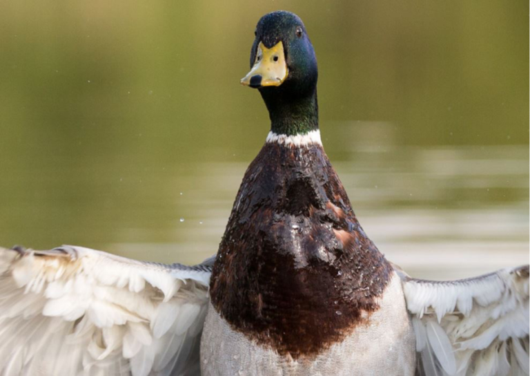 Vogelgriepvirus duikt op, vogelopvangcentra zijn extra alert