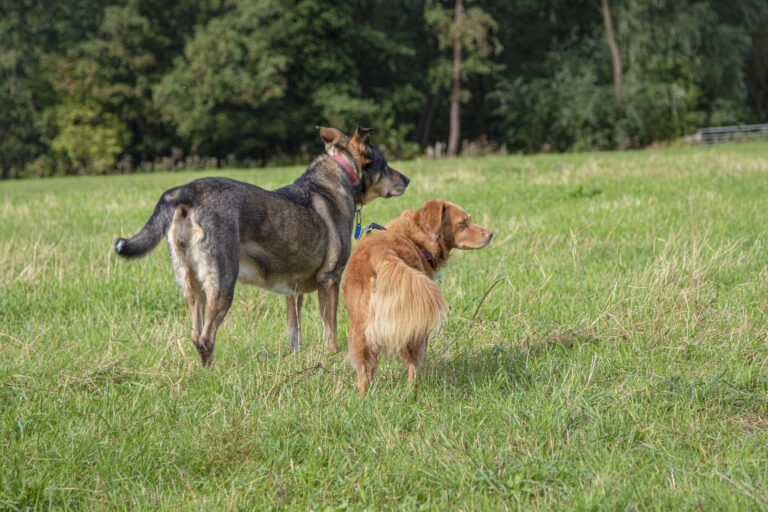 Conceptverordening hondenbeleid in natuur- en recreatiegebieden Groenalliantie bekend