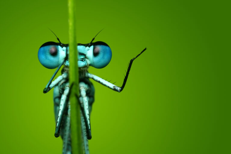 Natuurmonumenten start petitie om insecten te redden