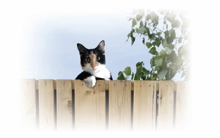 Kat in de Stad: Bonje met de buren